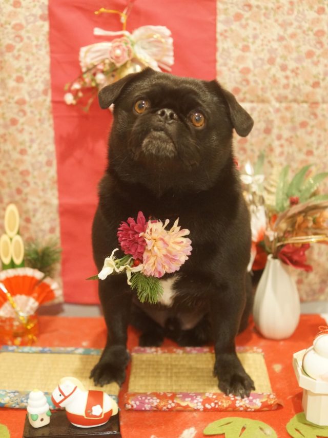 ♡りうちゃん♡
.
.
#トリミング#トリミングサロン#八潮トリミング#cococouleur#自宅トリミングサロン