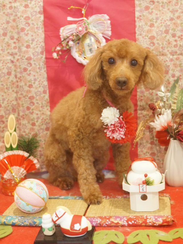 ♡くーちゃん♡
.
.
#トリミング#トリミングサロン#八潮トリミング#cococouleur#自宅トリミングサロン