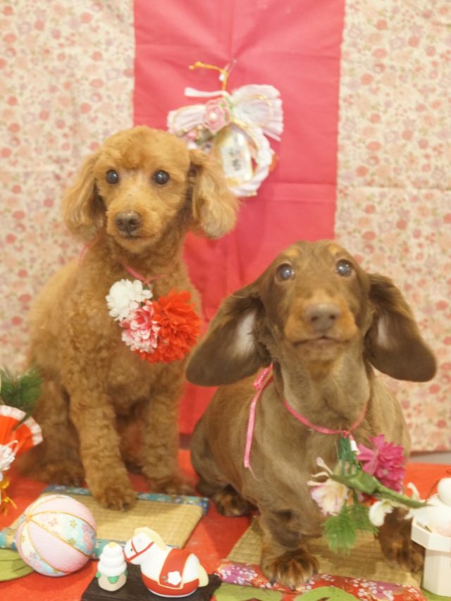 ♡クーちゃん、タロウくん♡
.
.
#トリミング#トリミングサロン#八潮トリミング#cococouleur#自宅トリミングサロン