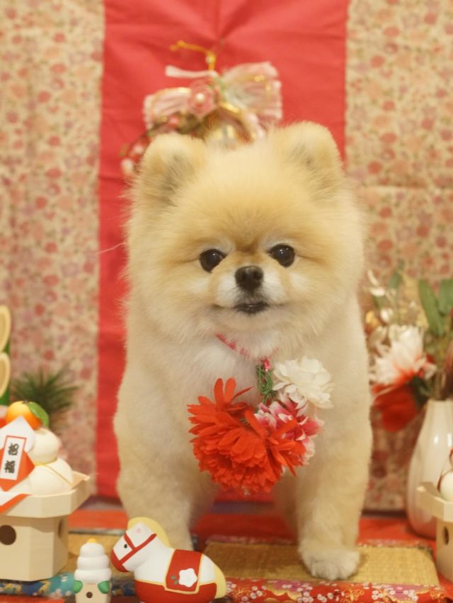 ♡めろんちゃん♡
.
.
#トリミング#トリミングサロン#八潮トリミング#cococouleur#自宅トリミングサロン