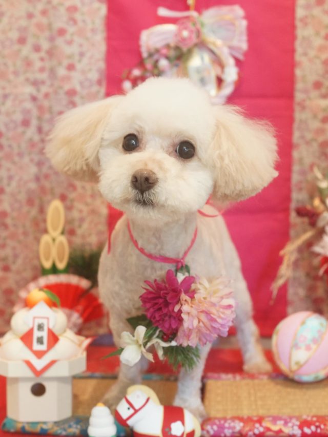 ♡マリンちゃん♡
.
.
#トリミング#トリミングサロン#八潮トリミング#cococouleur#自宅トリミングサロン