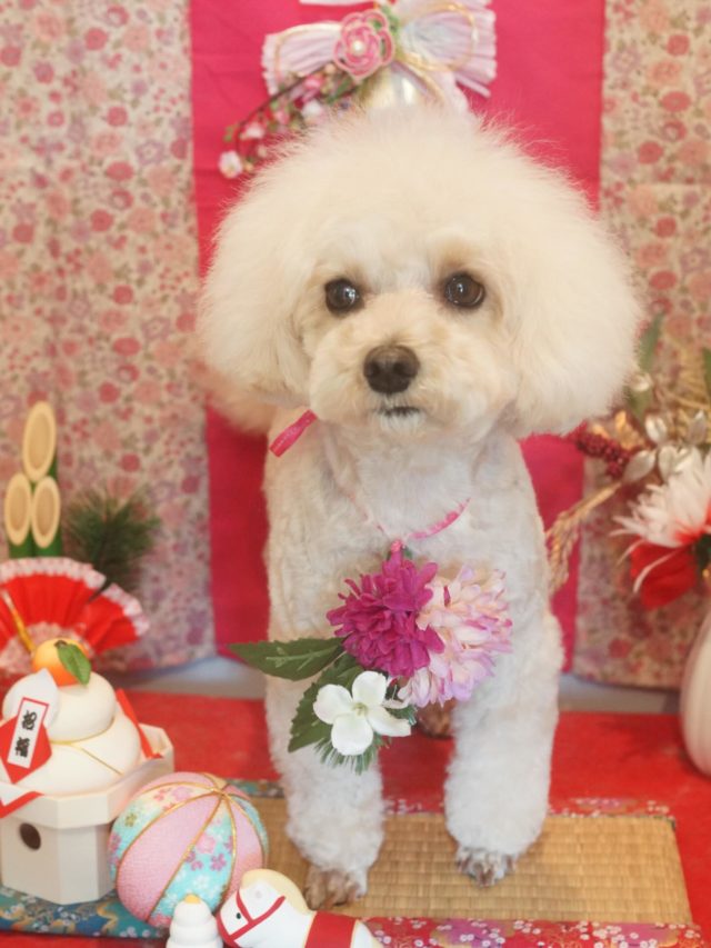 ♡チェリーちゃん♡
.
.
#トリミング#トリミングサロン#八潮トリミング#cococouleur#自宅トリミングサロン