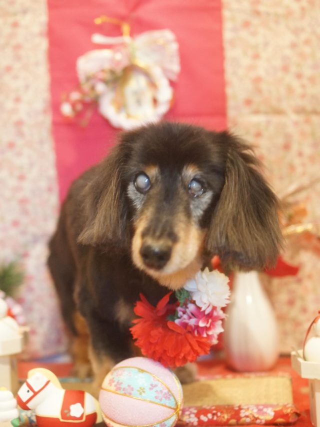 ♡コナちゃん♡
.
.
#トリミング#トリミングサロン#八潮トリミング#cococouleur#自宅トリミングサロン