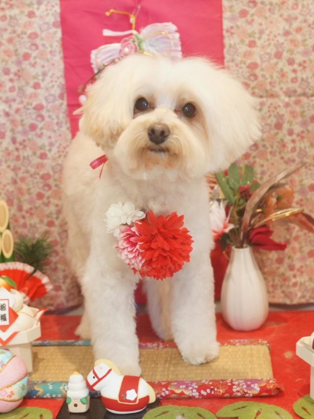 ♡小麦ちゃん♡
.
.
#トリミング#トリミングサロン#八潮トリミング#cococouleur#自宅トリミングサロン