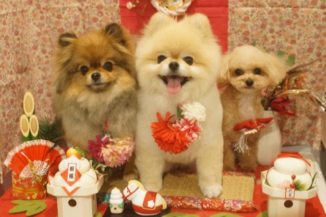 ♡りむちゃん、めろんちゃん、もあなちゃん♡
.
.
#トリミング#トリミングサロン#八潮トリミング#cococouleur#自宅トリミングサロン