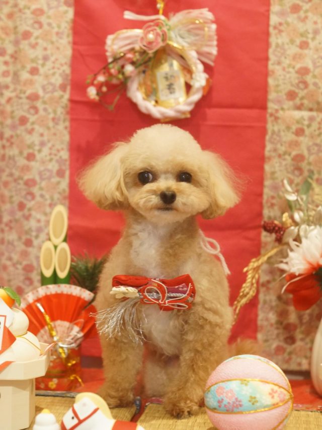 ♡もあなちゃん♡
.
.
#トリミング#トリミングサロン#八潮トリミング#cococouleur#自宅トリミングサロン