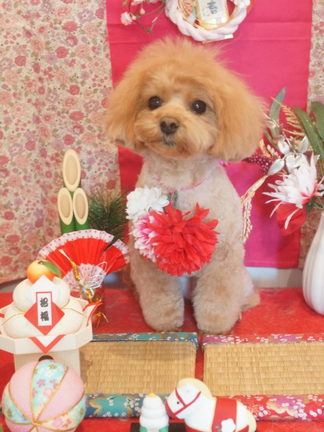 ♡あんずちゃん♡
.
.
#トリミング#トリミングサロン#八潮トリミング#cococouleur#自宅トリミングサロン