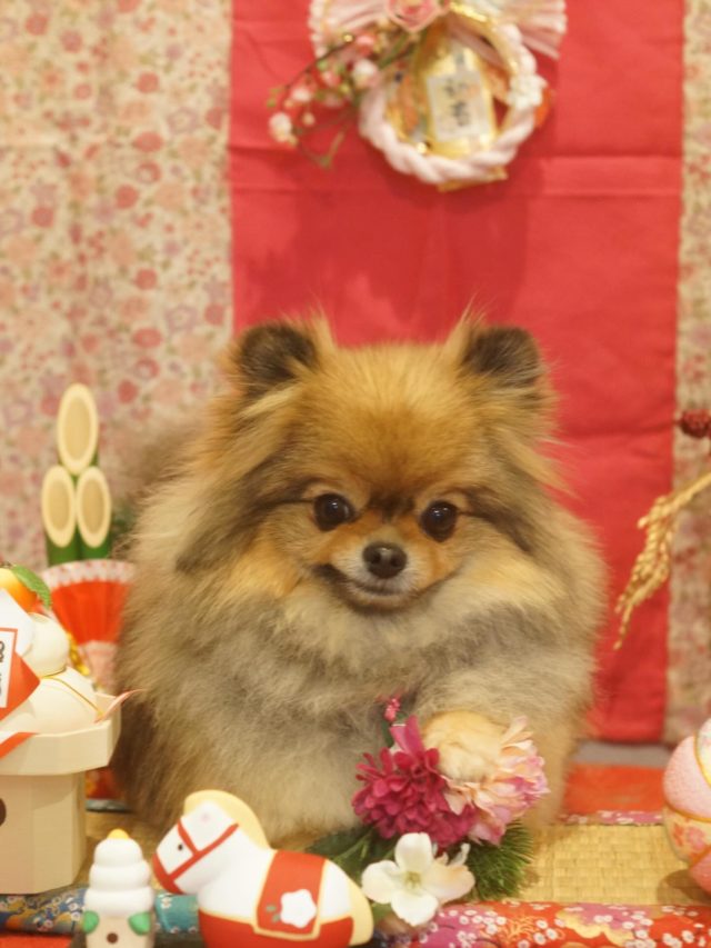 ♡りむちゃん♡
.
.
#トリミング#トリミングサロン#八潮トリミング#cococouleur#自宅トリミングサロン