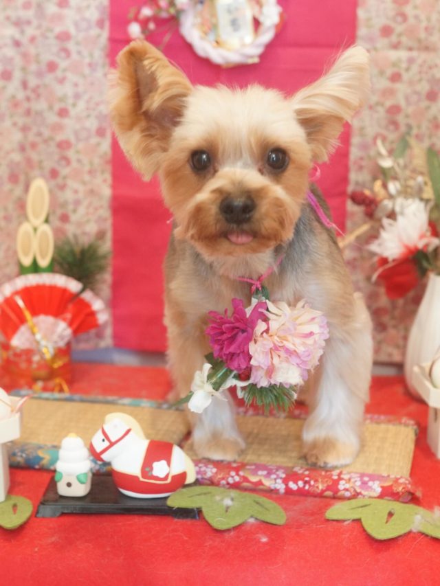 ♡マシューくん♡
.
.
#トリミング#トリミングサロン#八潮トリミング#cococouleur#自宅トリミングサロン