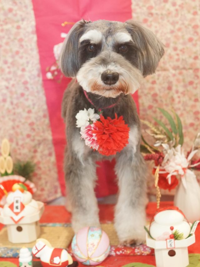 ♡すずちゃん♡
.
.
#トリミング#トリミングサロン#八潮トリミング#cococouleur#自宅トリミングサロン