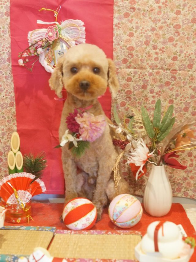 ♡ココちゃん♡
.
.
#トリミング#トリミングサロン#八潮トリミング#cococouleur#自宅トリミングサロン