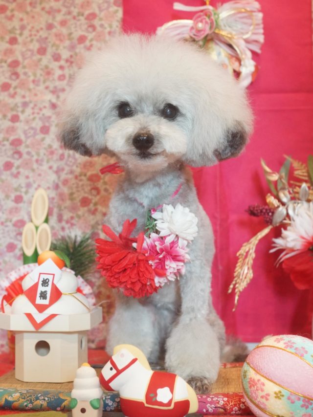 ♡ノアちゃん♡
.
.
#トリミング#トリミングサロン#八潮トリミング#cococouleur#自宅トリミングサロン