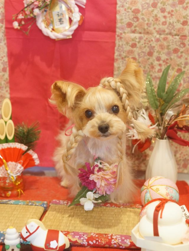 ♡ひまりちゃん♡
.
.
#トリミング#トリミングサロン#八潮トリミング#cococouleur#自宅トリミングサロン