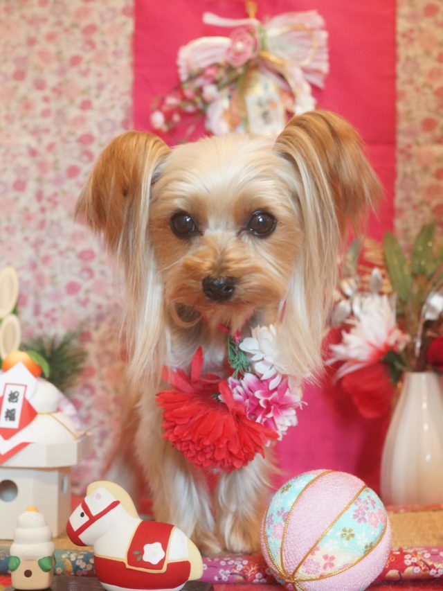 ♡むぎちゃん♡
.
.
#トリミング#トリミングサロン#八潮トリミング#cococouleur#自宅トリミングサロン