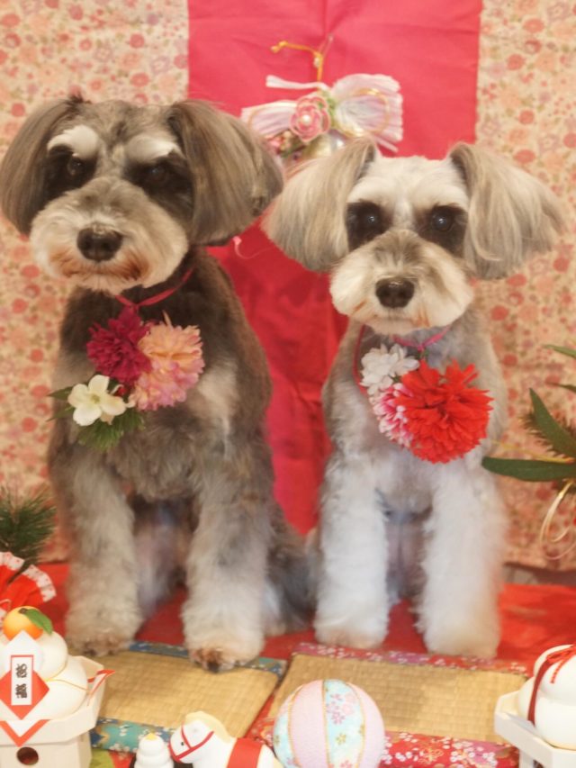 ♡すずちゃん、リンちゃん♡
.
.
#トリミング#トリミングサロン#八潮トリミング#cococouleur#自宅トリミングサロン