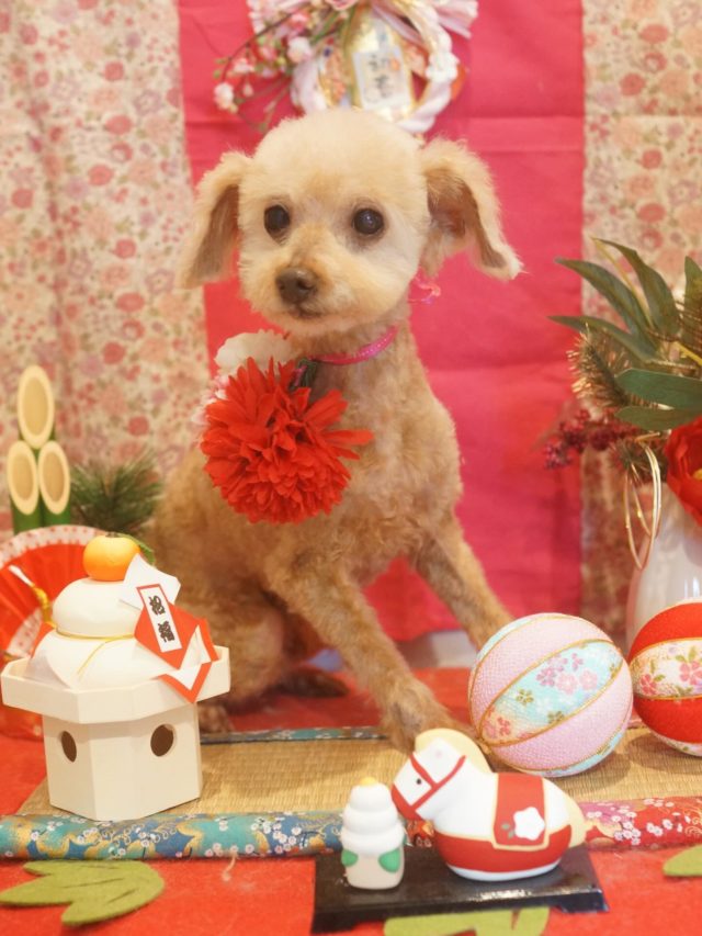 ♡ルルちゃん♡
.
.
#トリミング#トリミングサロン#八潮トリミング#cococouleur#自宅トリミングサロン