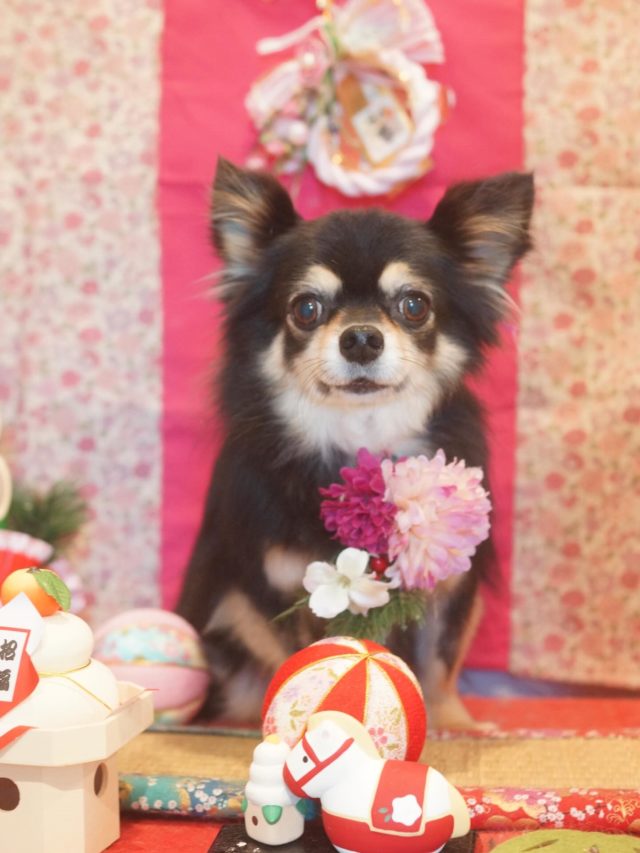 ♡カイトくん♡
.
.
#トリミング#トリミングサロン#八潮トリミング#cococouleur#自宅トリミングサロン