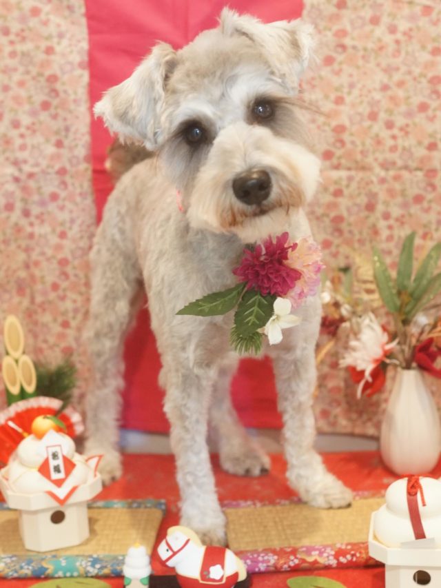 ♡梨夢ちゃん♡
.
.
#トリミング#トリミングサロン#八潮トリミング#cococouleur#自宅トリミングサロン