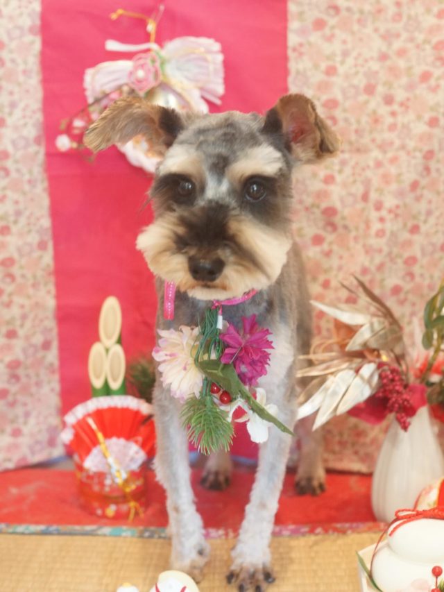 ♡ラテちゃん♡
.
.
#トリミング#トリミングサロン#八潮トリミング#cococouleur#自宅トリミングサロン