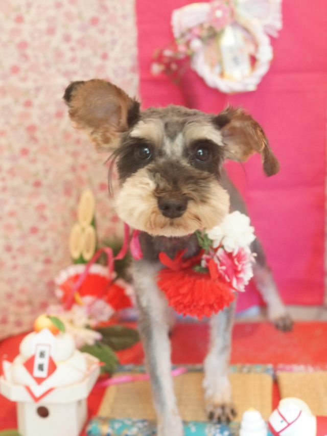 ♡モカちゃん♡
.
.
#トリミング#トリミングサロン#八潮トリミング#cococouleur#自宅トリミングサロン