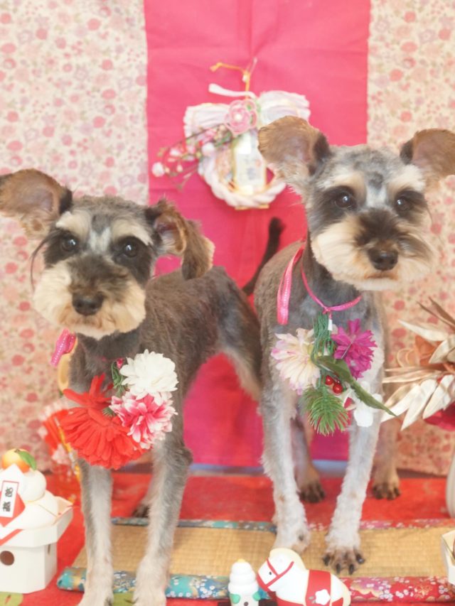 ♡モカちゃん、ラテちゃん♡
.
.
#トリミング#トリミングサロン#八潮トリミング#cococouleur#自宅トリミングサロン