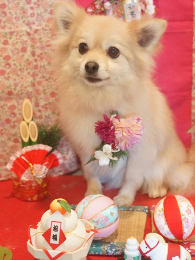 ♡らるふくん♡
.
.
#トリミング#トリミングサロン#八潮トリミング#cococouleur#自宅トリミングサロン