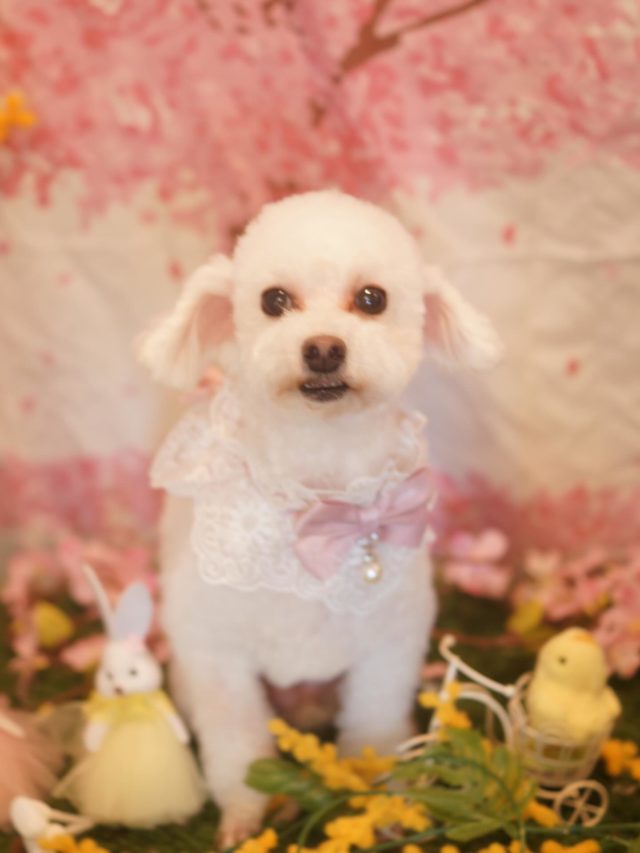 ♡ニコちゃん♡
.
.
#トリミング#トリミングサロン#八潮トリミング#cococouleur#自宅トリミングサロン