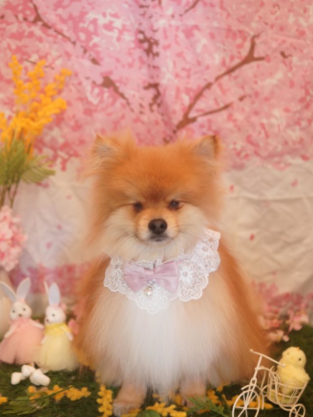 ♡ニカちゃん♡
.
.
#トリミング#トリミングサロン#八潮トリミング#cococouleur#自宅トリミングサロン