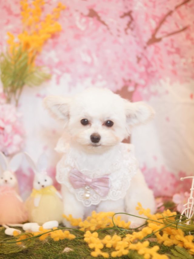 ♡ティノちゃん♡
.
.
#トリミング#トリミングサロン#八潮トリミング#cococouleur#自宅トリミングサロン