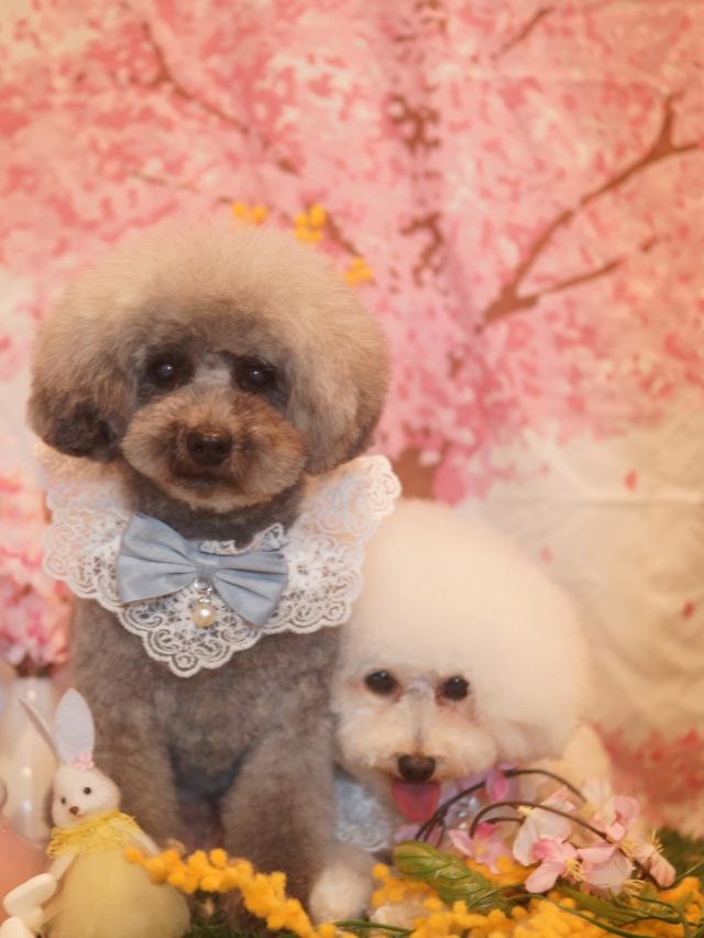 ♡ラテちゃん、モコちゃん♡
.
.
#トリミング#トリミングサロン#八潮トリミング#cococouleur#自宅トリミングサロン