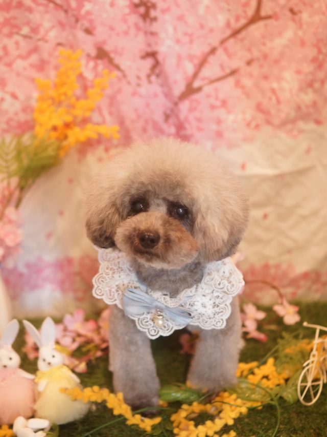 ♡ラテちゃん♡
.
.
#トリミング#トリミングサロン#八潮トリミング#cococouleur#自宅トリミングサロン